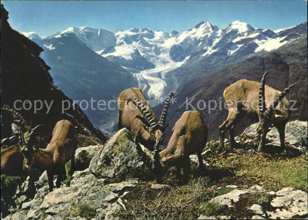Steinbock Steinböcke Piz Albris Berninagruppe