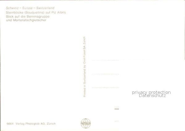 Steinbock Steinböcke Piz Albris Berninagruppe – Bild 2
