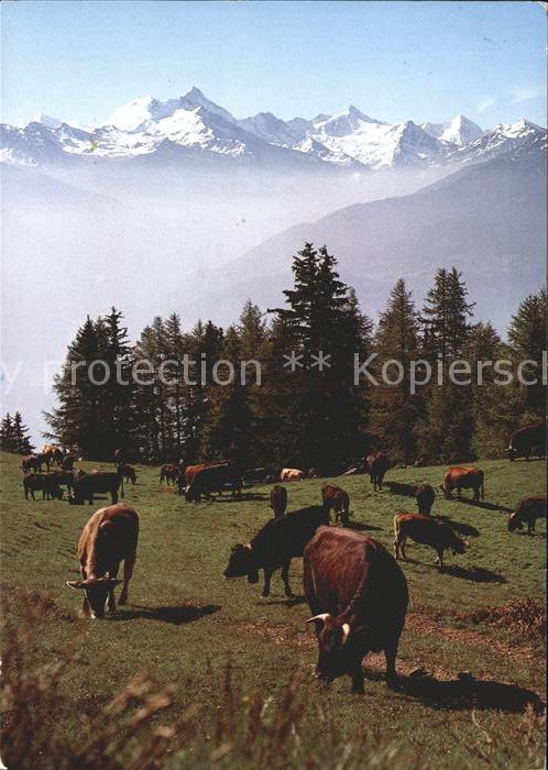 Kuehe Crans-Montana Mont-Lachaux