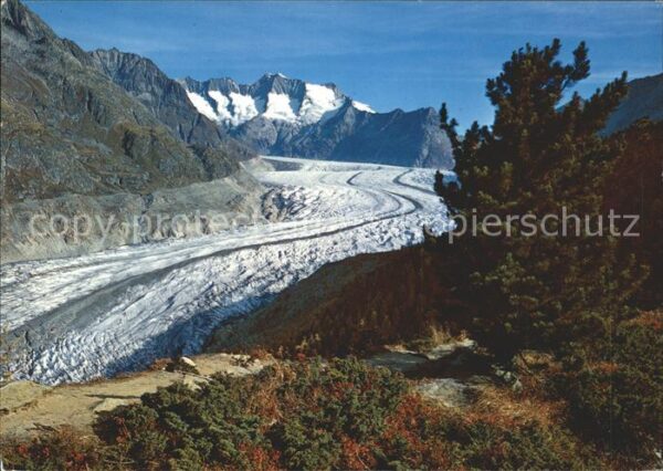 Gletscher Aletsch Aletschwald Wannenhorn