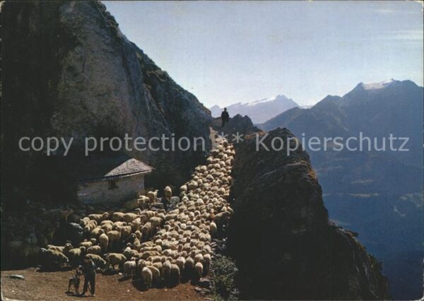 Schafe Herde Alp Mora Flims