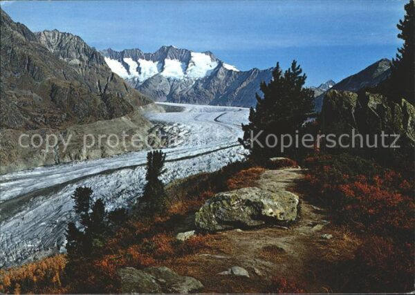Gletscher Aletsch Aletschwald Wannenhorn Eggishor