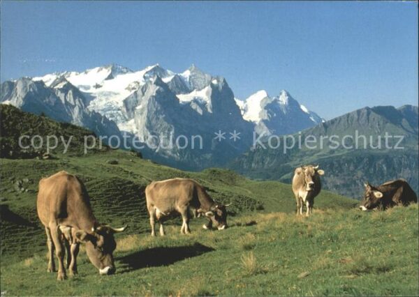 Kuehe Hasliberg Käserstatt Meiringen