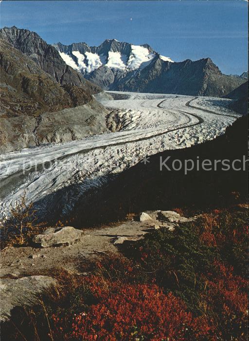 Gletscher Aletsch Aletschwald Wannenhorn