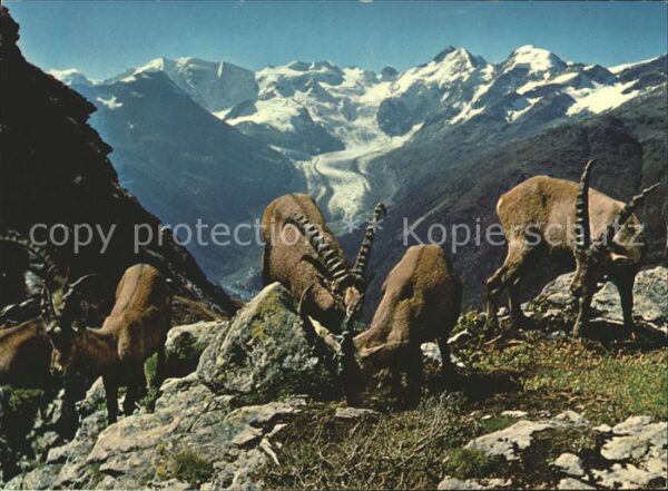 Steinbock Piz Albris Berninagruppe Morteratschgle