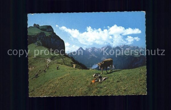 Kuehe Alpstein Hoher Kasten Staubern Kreuzber