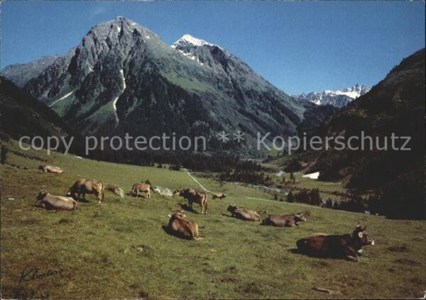 Kuehe Klosters Alp Pardenn Canardhorn Vereina