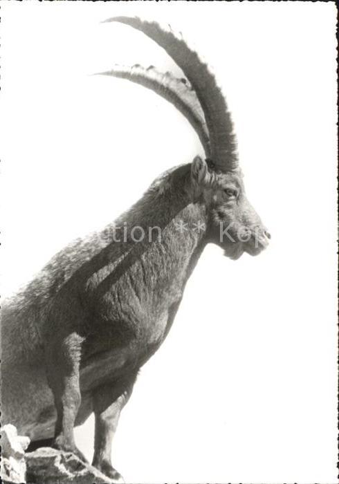 Steinbock Piz Albris