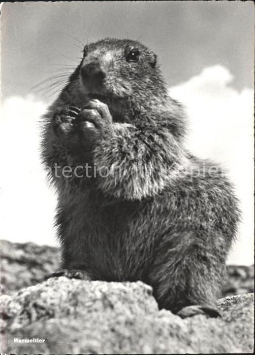 Murmeltier