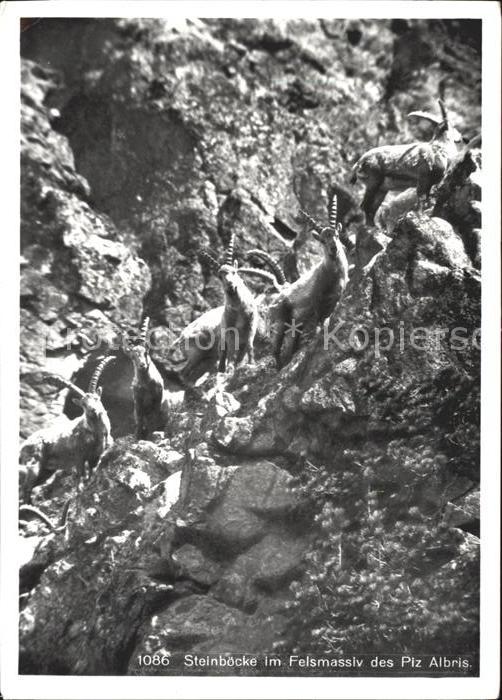 Steinbock Steinböcke Felsmassiv Piz Albris