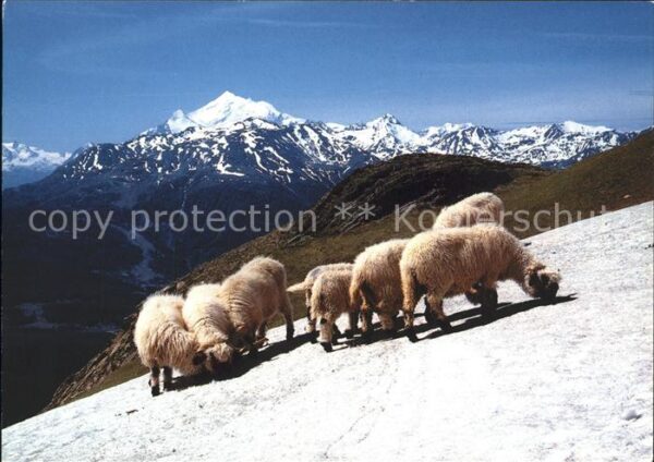 Schafe Schwarznasenschafe Wallis