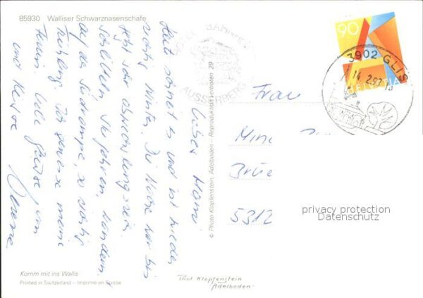 Schafe Schwarznasenschafe Wallis – Bild 2