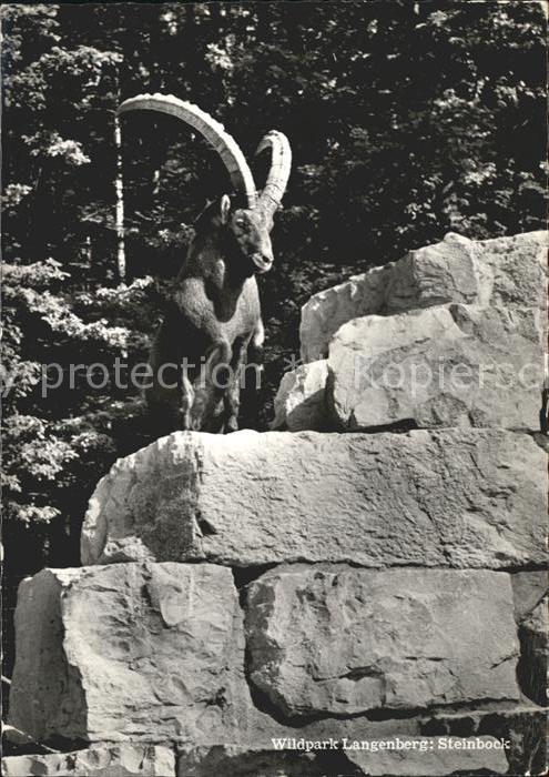 Steinbock Wildpark Langenberg Langnau