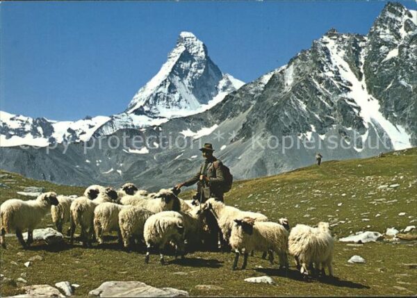 Schafe Herde Hirte Zermatt Matterhorn