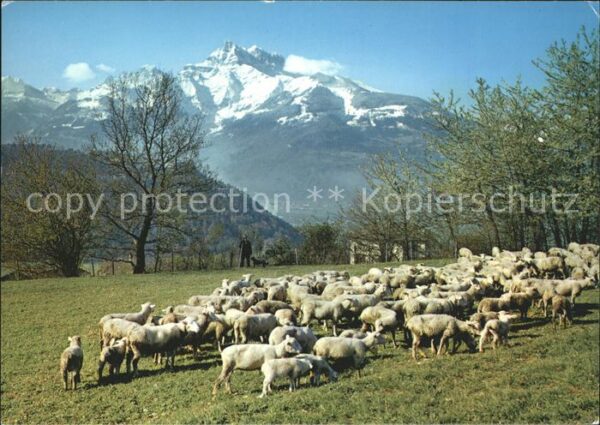 Schafe Herde Dents-du-Midi