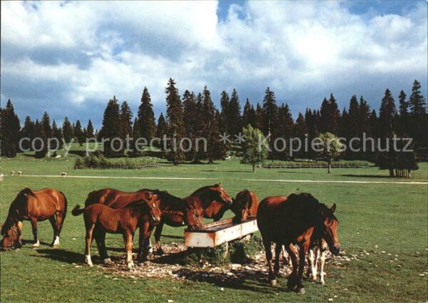 Pferde Paturage du Jura Franches Montagnes