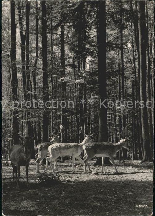 Hirsch Hirsche Wildpark Langenberg Langnau