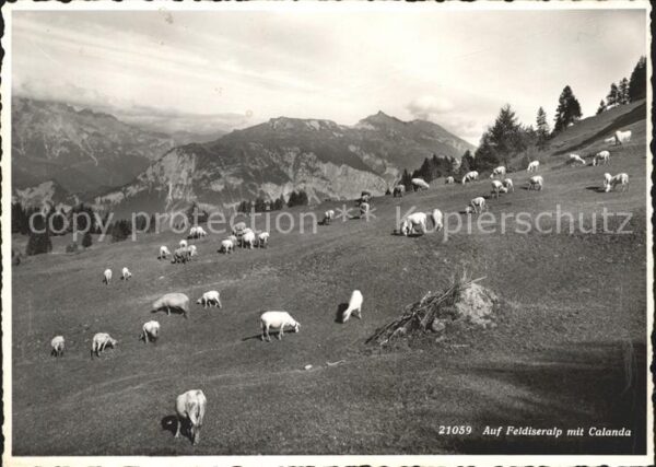 Schafe Feldiseralp Calanda