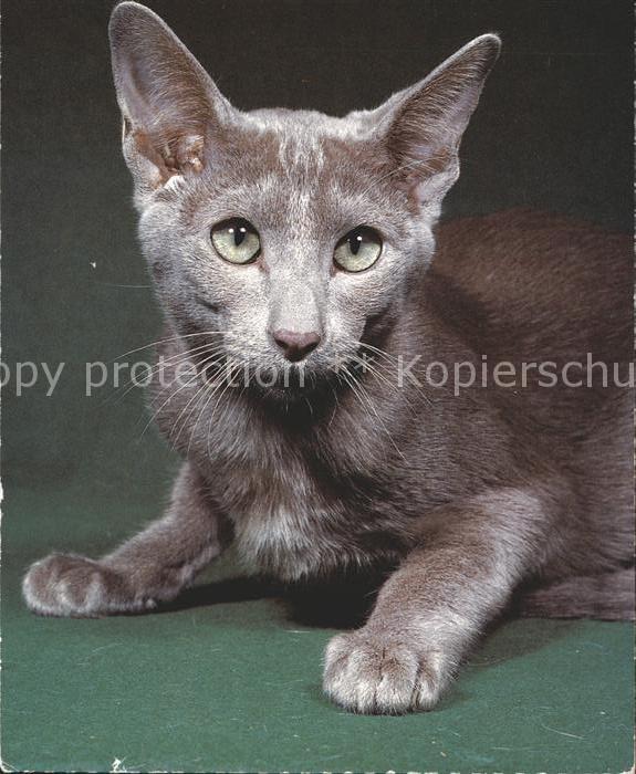 Katzen Lavendel Lavende Lavender