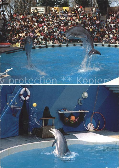 Delfine Delphine Dolphins Dauphins Delfi Knie's Kinderzoo Rapperswil