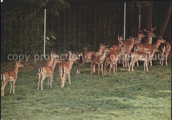 Reh Rehe Chevreuils Bougy