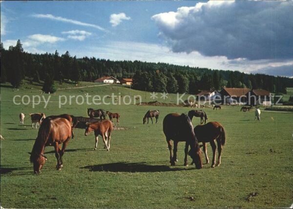 Pferde Paturage du Jura Franches Montagnes