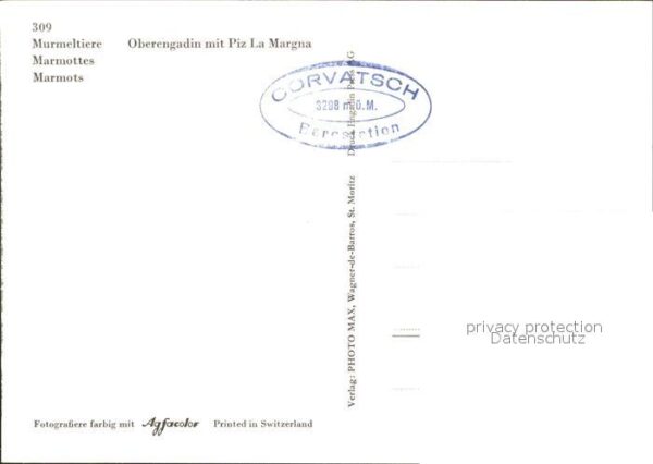 Murmeltier Oberengadin Piz La Margna – Bild 2