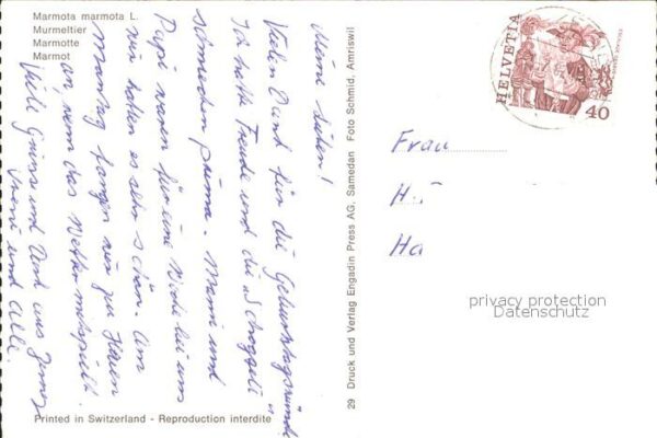 Murmeltier – Bild 2
