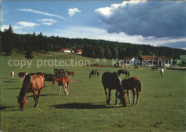 Pferde Paturage du Jura Franches Montagnes