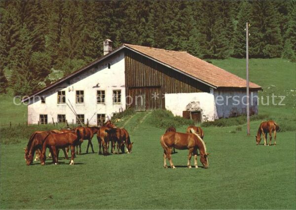 Pferde Franches-Montagnes