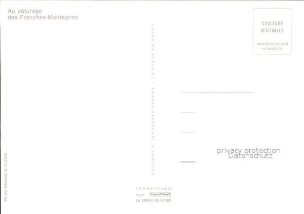 Pferde Franches-Montagnes – Bild 2