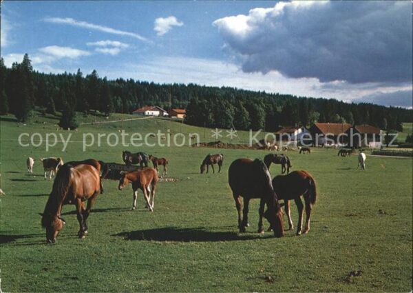 Pferde Paturage du Jura Franches Montagnes