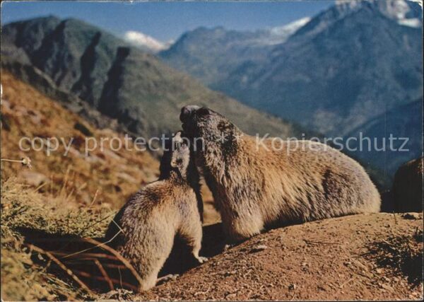 Murmeltier Murmeltiere Marmottes