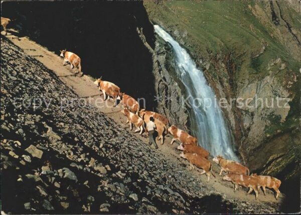 Kuehe Adelboden Engstligen-Wasserfall Alpaufz