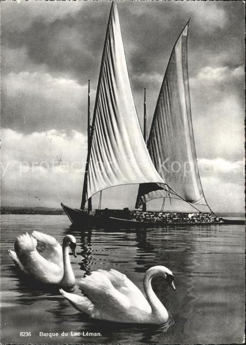 Segelboote Barque Lac Leman Schwäne