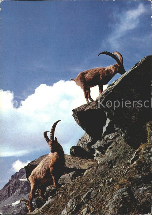 Steinbock Steinböcke