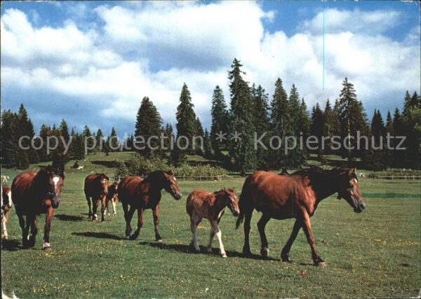 Pferde Paturage du Jura Franches Montagnes