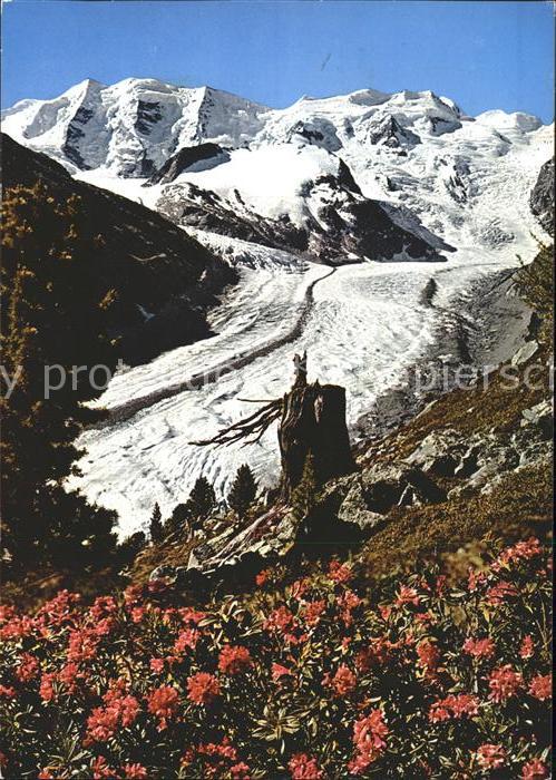 Gletscher Morteratschgletscher Alpenrosenfeld Piz