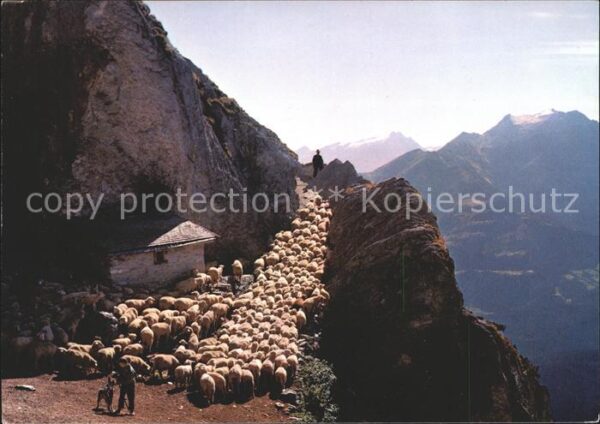 Schafe Herde Hirte Alp