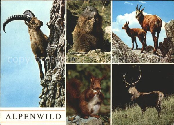 Steinbock Murmeltier Gemsen Eichhörnchen Rothirsc