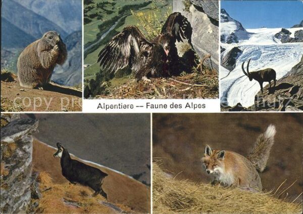 Murmeltier Adler Steinbock Gemse Bergfuchs
