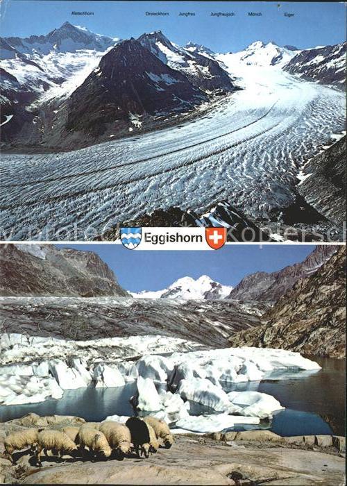 Schafe Gr. Aletschgletscher Märjelensee Jungfr