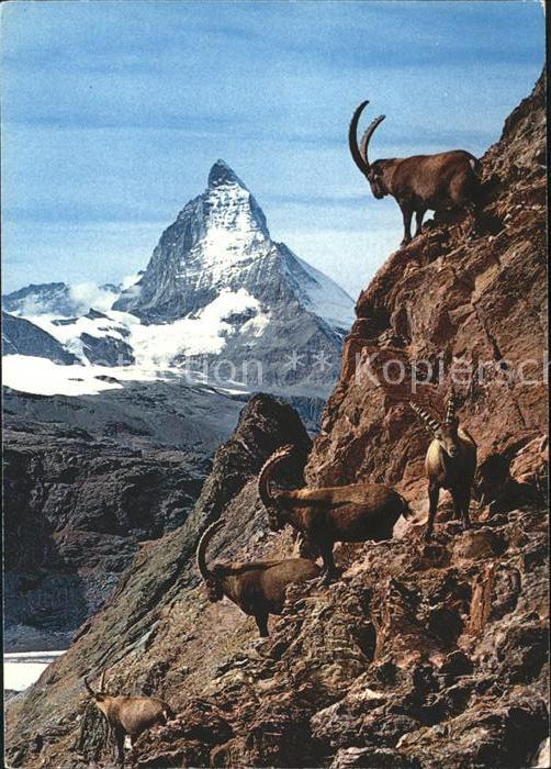 Steinbock Zermatt Matterhorn Mt. Cervin