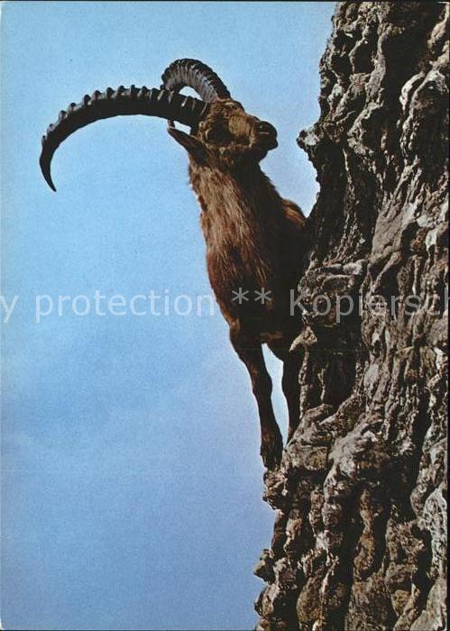 Steinbock Bouquetin Capricorn