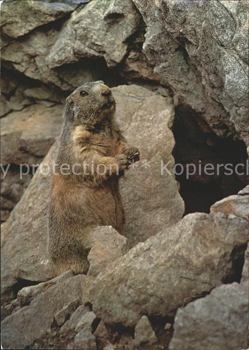 Murmeltier Marmotte