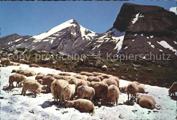 Schafe Schwarenbach Altels Kl. Rinderhorn