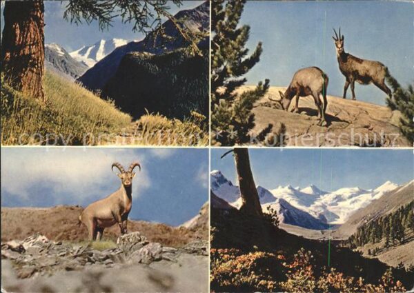 Gemse Steinbock Piz Palü Roseg-Gruppe