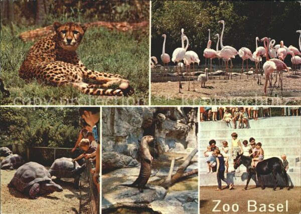 Flamingo Gepard Schildkröten Fischotter Pony Bas