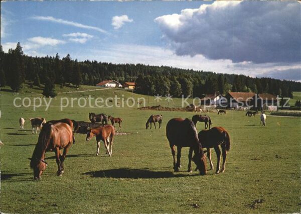 Pferde Paturage du Jura Franches Montagnes