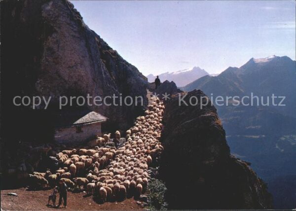 Schafe Herde Hirte Alp